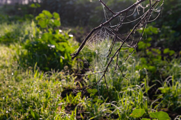 Large  spider web on a tree branch on a foggy early winter morning in the nature reserve at Lake Hula in northern Israel