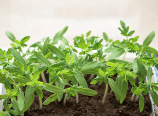 Young green tomato plants - vegetable seedlings