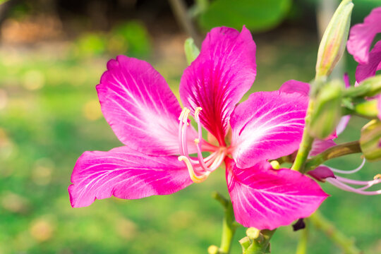 Chongkho flowers are purple flowers. Big and tall stems are popular. Beautiful pink Chongkho Flowers in park. Purple orchid Tree, bauhinia purpurea, purple Bauhinia or hong kong orchid tree.