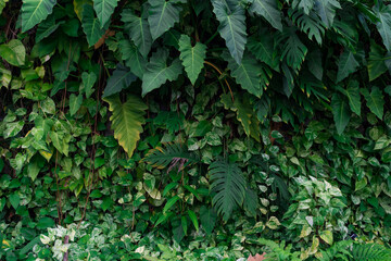 Nature green leaves of Monstera philodendron plant growing in wild, the tropical forest plant,...