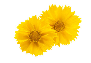 Coreopsis flower isolated