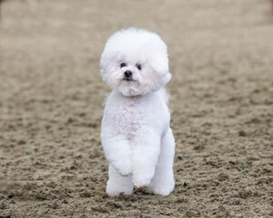 Bichon Frise puppy