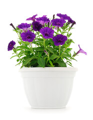 Bouquet of flowers sulfinia in a pot.