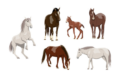 Set of horses in brown and white. Equus ferus caballus females, males and foals. Domestic and wild vector animals