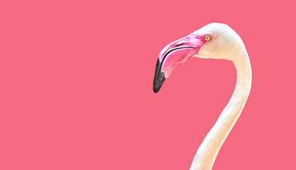 pink flamingo bird minimalist  - obrazy, fototapety, plakaty