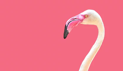 Fotobehang roze flamingo vogel minimalistisch © Ahmet  Aglamaz