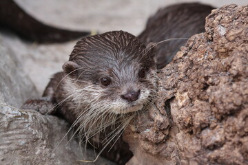 Otter