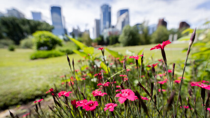 Bunch of purple flowers with blurred city skyline in the background, shot in Prince´ s Island...