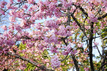 Kawazu cherry blossoms, Japanese Sakura blooming in early Spring - ピンク 河津桜