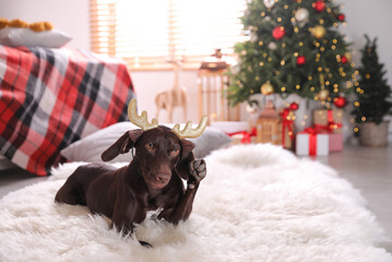 Cute dog wearing reindeer headband in room decorated for Christmas