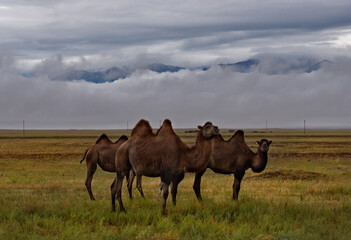 Kazakhstan. Two-humped camels on an asphalt road near the town of Zharkent.