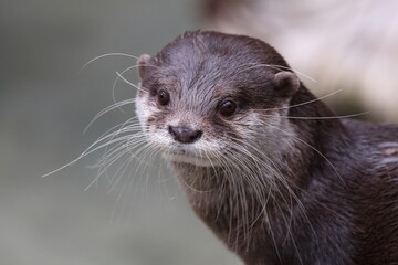 Otter