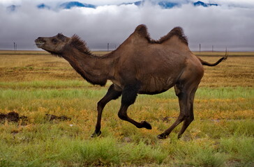 Kazakhstan. A two-humped camel running along an asphalt road near the town of Zharkent.