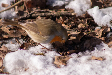 Robin searching for food