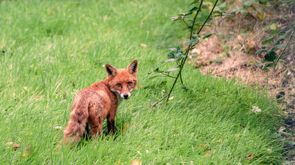 Fototapeta premium red fox in the grass