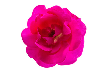 pink rose isolated