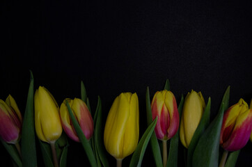 Red and yellow tulips on black background.