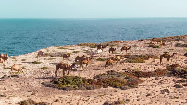 Aerial: Footage Camels walking on great Australian bight, Nullarbor. Outback
