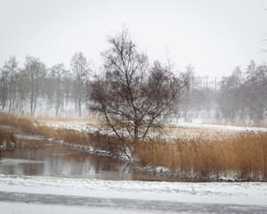 Tree in snowy  landscape