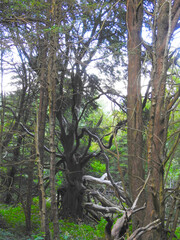 Fototapeta premium Several different trees in the forest