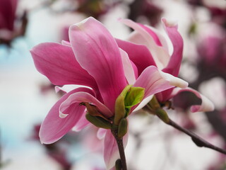 Kwiat magnolii © EwaAF