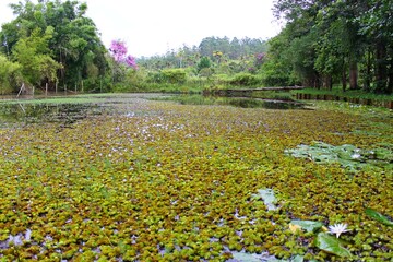 Lake covered with yellow and green aquatic plants. Vegetation and forest in the background.