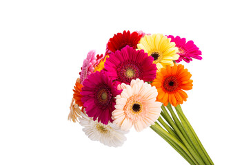 gerbera bouquet isolated