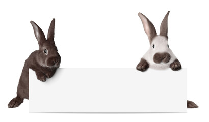 Cute funny bunnies peeking out of blank banner, space for text. Easter symbol