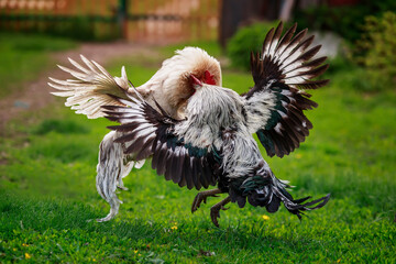 two roosters black and white fight on the green grass in the backyard of the farm flapping their...