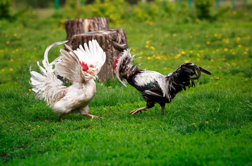  two roosters black and white fight on the green grass in the backyard of the farm flapping their wings