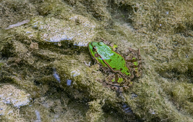 Rana verde en una charca de piedra de poca profundidad