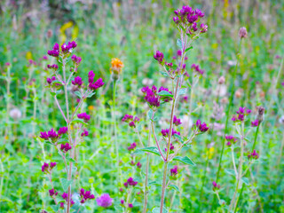 Maroon wild flowers in the meadow