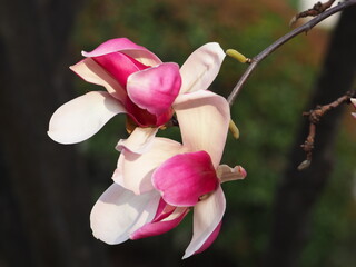 magnolia purpurowa