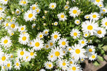 Fototapeta premium Blooming daisies top down perspective, shot in Prince´s Island Park, Calgary, Alberta, Canada