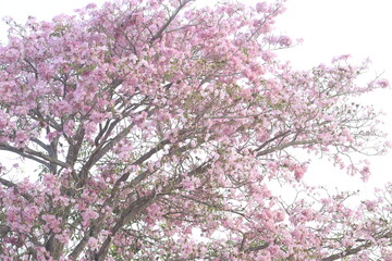 Árbol en floración