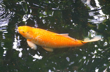 Gold color koi fish on the surface of the water