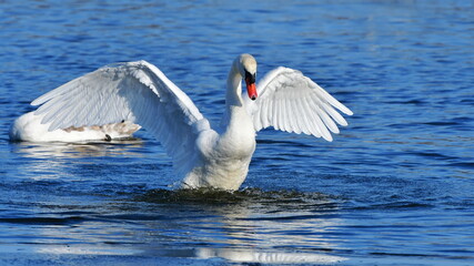 swan with waving with wings on crystal blue water surface