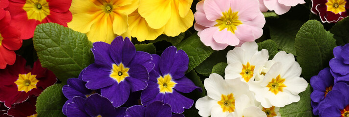 Beautiful spring primula (primrose) flowers as background, top view. Banner design