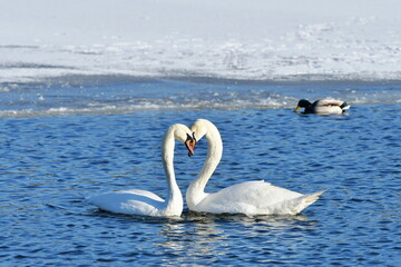 male and female of svans during courting