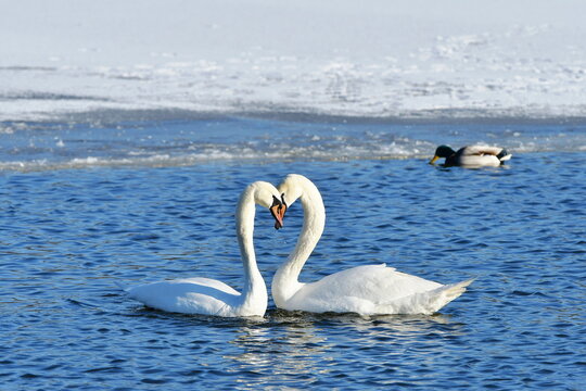 male and female of svans during courting