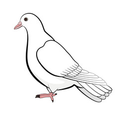 white dove