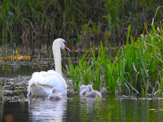 Fototapeta premium Three very little baby swans and their mother in the pond water