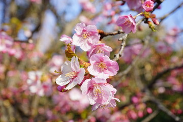 Kawazu cherry blossoms, Japanese Sakura blooming in early Spring - ピンク 河津桜