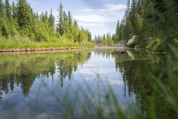Fototapeta na wymiar Nature scenery with lush green coniferous forest with calm river reflecting its surroundings, shot in Griffith Woods, Calgary, Alberta, Canada