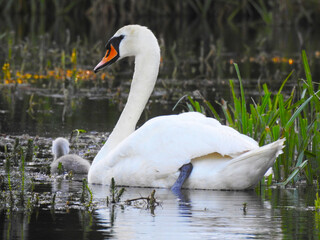 Young swan and their mother on the pond water