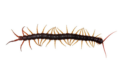 Adult Chinese red-headed centipede aka Scolopendra subspinipes mutilans. Isolated on white...