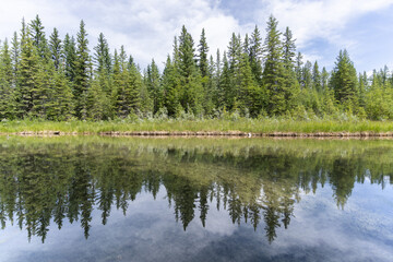Fototapeta na wymiar Nature scenery with lush green coniferous forest mirroring in water surface in front of it, shot in Griffith Woods, Calgary, Alberta, Canada