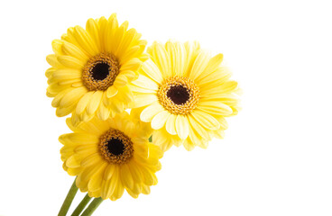 gerbera flower isolated