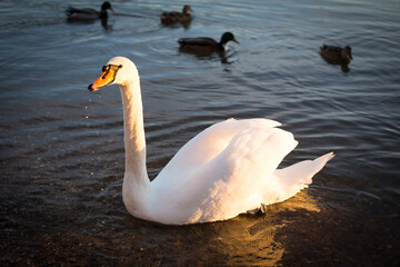 Schwan