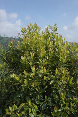 Fototapeta na wymiar Clove leaves on the tree. Also called cengkih, cengkeh, Syzygium aromaticum and Eugenia aromaticum